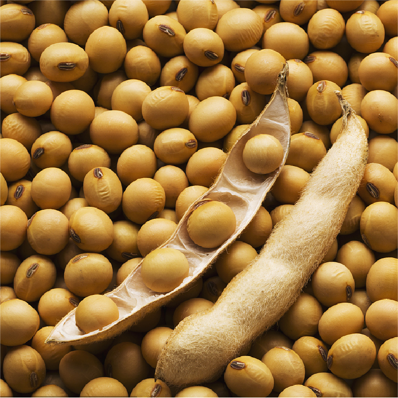 Proteína de soja para la fabricación coreana de alimentos listos para el consumo
