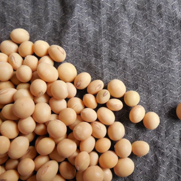 Poder de la proteína de soya y soja