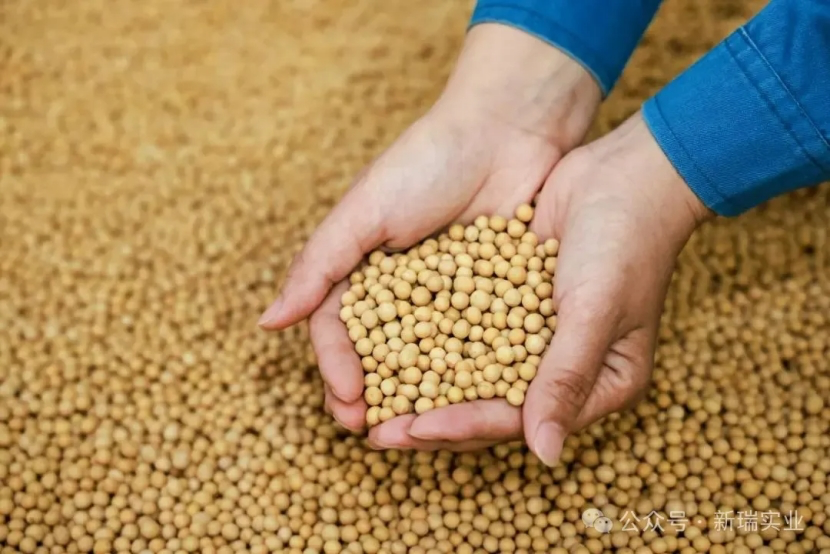 ¿La proteína de soja aislada contiene gluten？